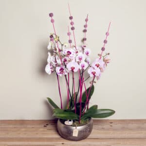 Composición de 3 Orquídeas Phalaepnosis «Alegría sin fin»