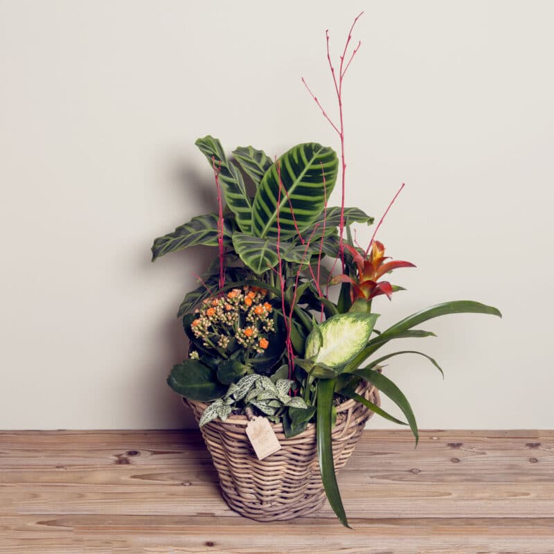 Composición de plantas «Qué bonita soy» - Azahar Floristas