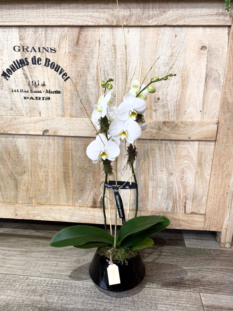 Preciosa orquídea phalaenopsis decorada