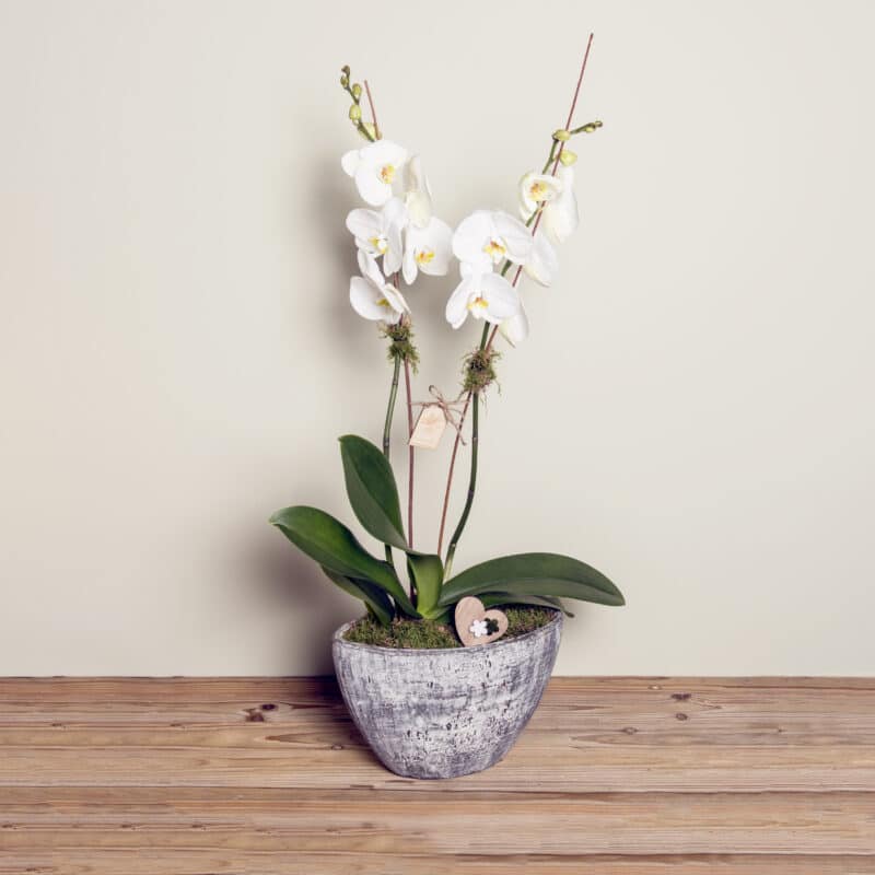 «Elegancia Natural» composición de orquídeas phalaenopsis