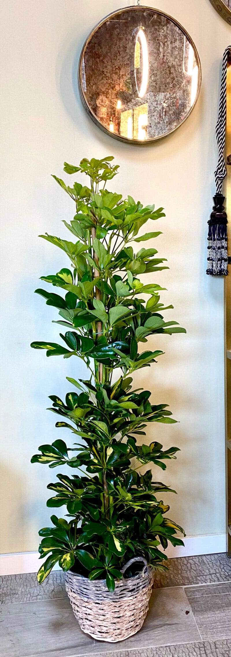 Planta verde de interior Schefflera Arboricola 'Gold Capella' 100 CM.